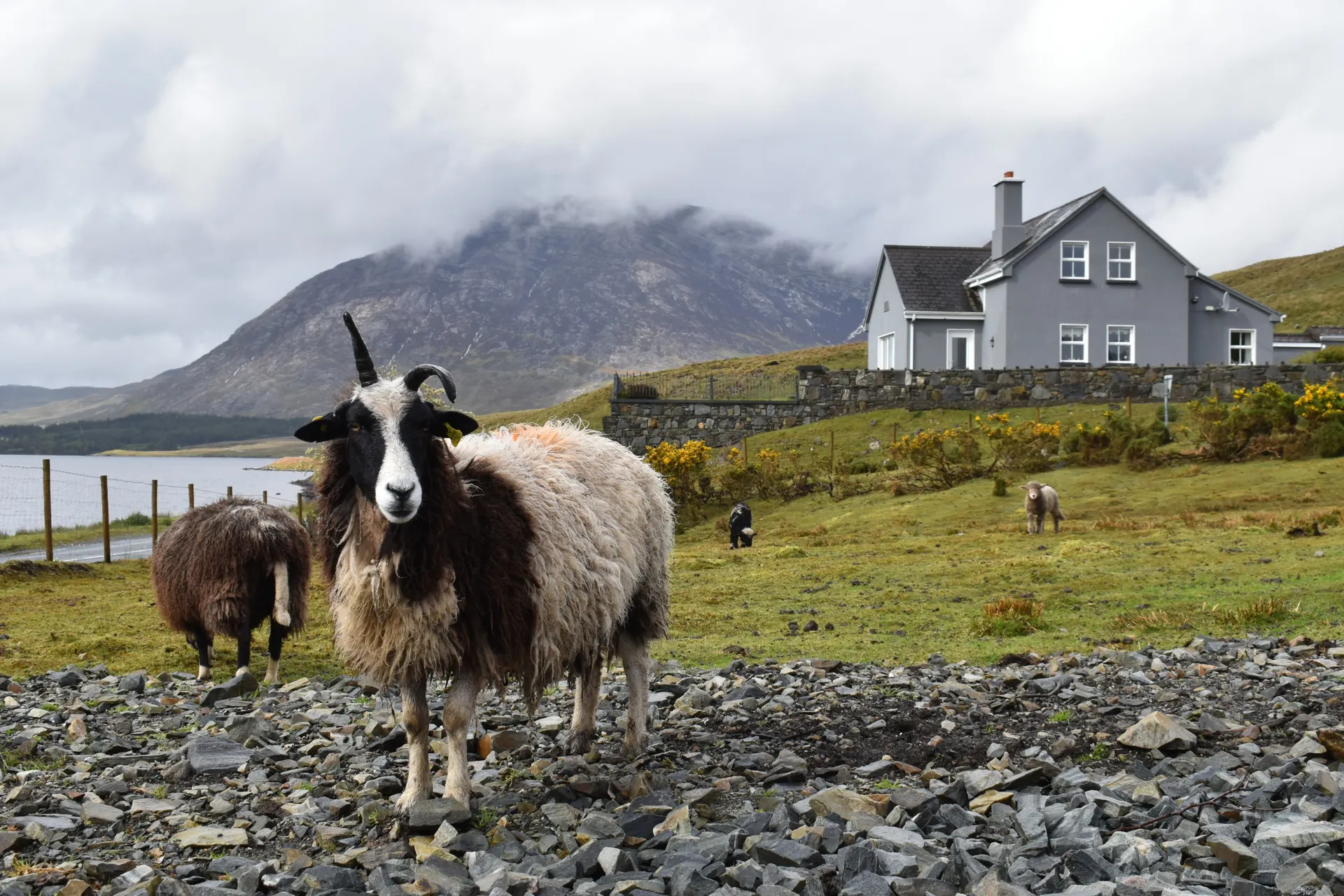 Ontdek Ierland in 8 dagen