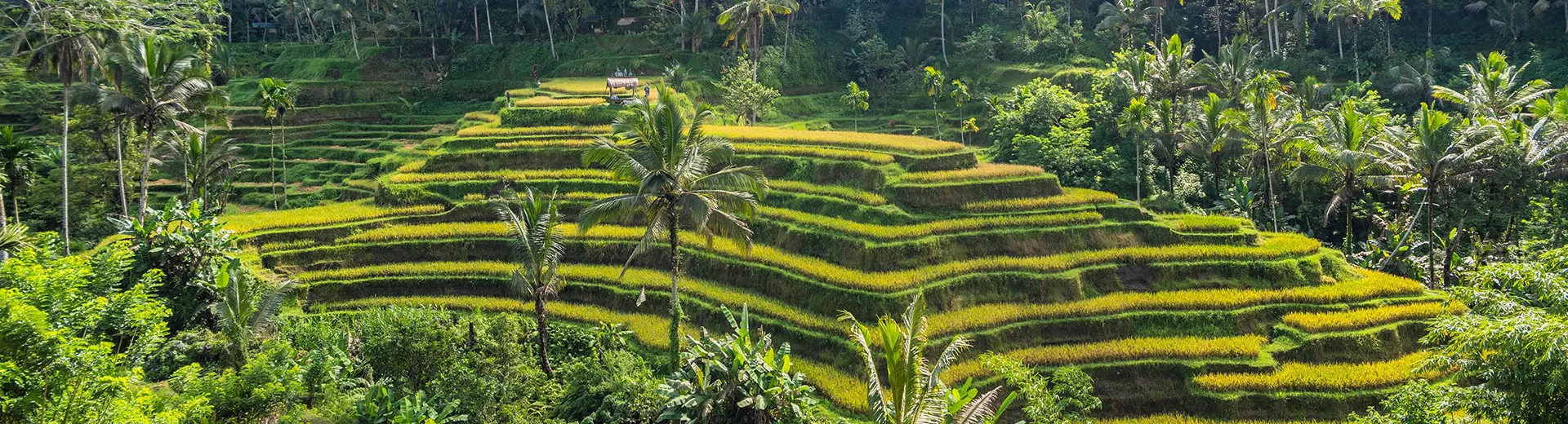 Vakantie Ubud