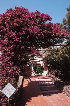 Don Diego — 2