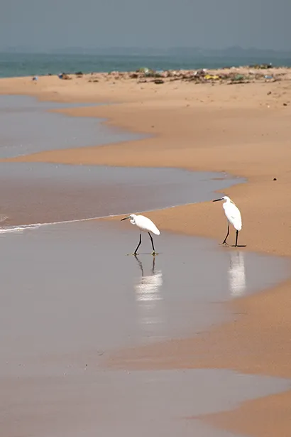 Pointe Sarène