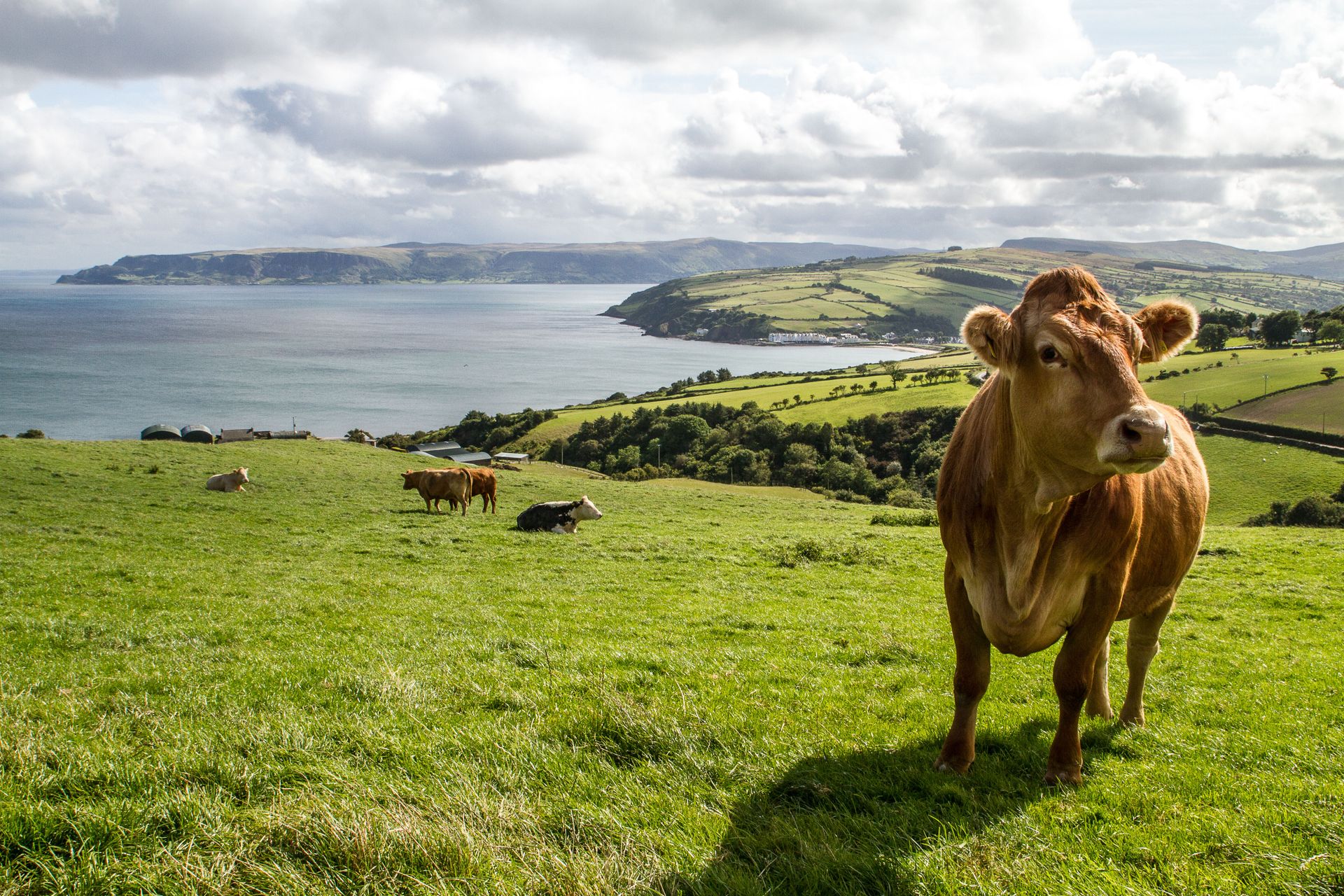 Ierland, 40 tinten groen — 2